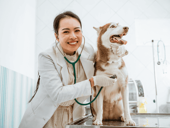 What “Good” Managed IT for Veterinary Practices Should Feel Like