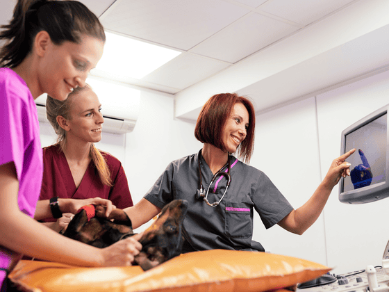 The Hardware Decisions New Veterinary Practices Make Once, So It’s Worth Getting Them Right 